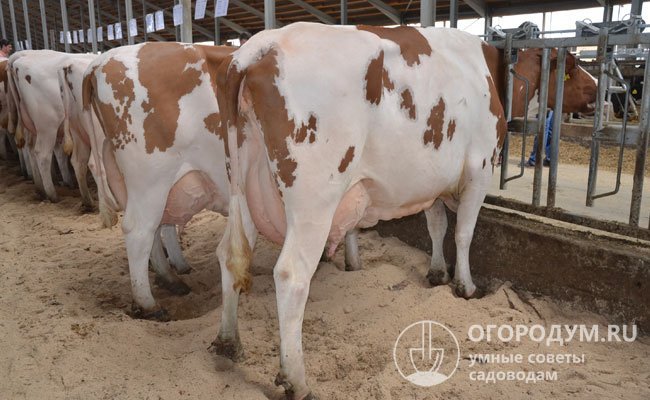 По статистике половина поголовья коров молочного направления страдает маститом в скрытой субклинической форме