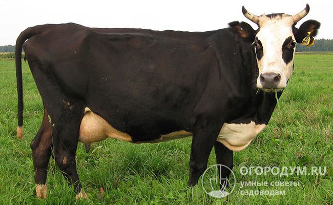 Рекордный удой ярославской породы зафиксирован на уровне 11590 кг молока в год