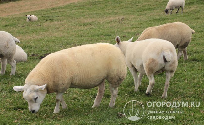 У текселей, в отличие от других овечьих пород, отсутствует стадный инстинкт: на выпасе они разбредаются поодиночке