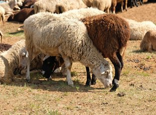 Породы овец в России