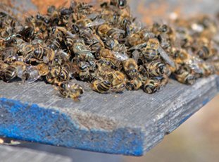Сколько живут пчелы: о чем необходимо знать каждому пчеловоду