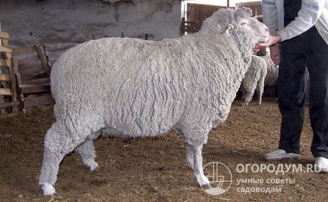 Прекосы при полноценном кормлении не уступают мериносовым овцам по настригу чистой шерсти и значительно превосходят их по выходу и качеству мясной продукции