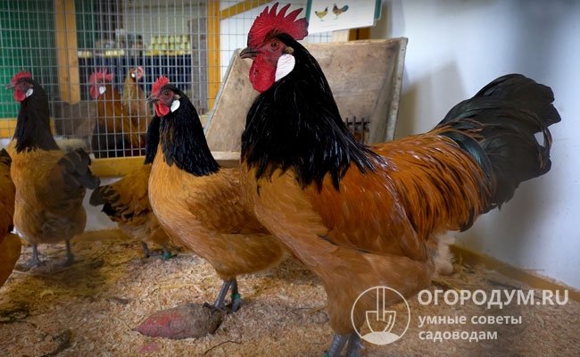 Сбалансированный комбикорм для мясояичных пород – наиболее удобный для заводчика способ кормления домашней птицы