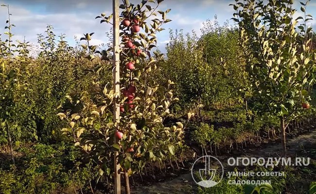 Яблони на карликовых подвоях, например, М9 начинают плодоносить уже на 2-й год