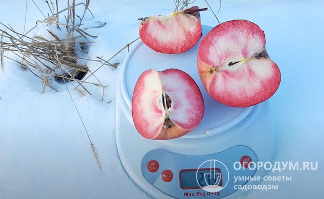 Вкус и аромат максимально раскрываются после дозаривания в течение 4-6 недель, в домашних условиях яблоки хорошо хранятся до конца осени – начала зимы
