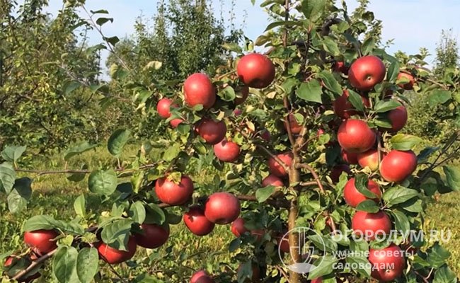 Сорт считается зимним, но яблоки уже на этапе съемной спелости (к концу августа – началу сентября) пригодны для употребления в свежем виде и всех способов переработки