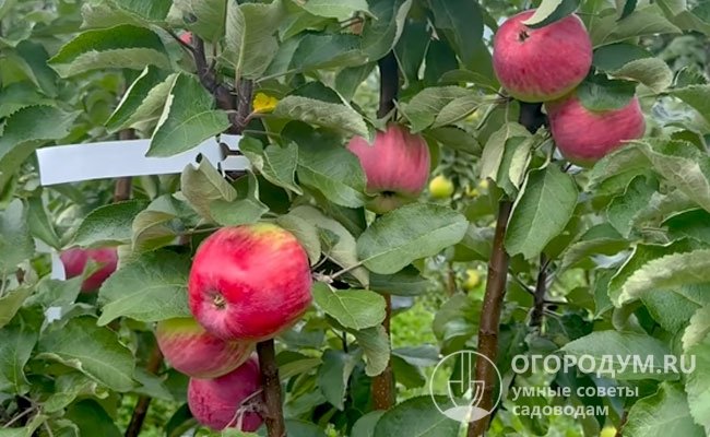 По мнению специалистов, «Арбат» выделяется среди колоновидных сортов нарядным видом красивых ярких яблок