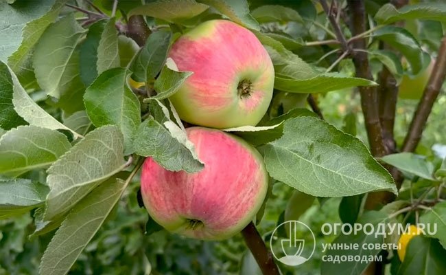 Яблони на низкорослых клоновых подвоях вступают в плодоношение на второй-третий год после посадки