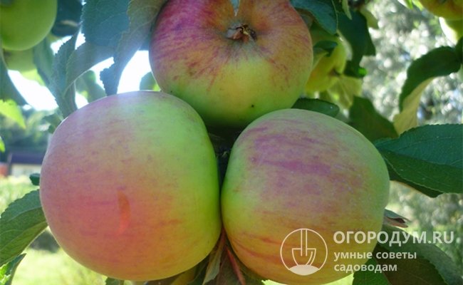 Яблоки, созревающие в сентябре, обладают высокими товарно-потребительскими качествами, но непригодны для длительного хранения