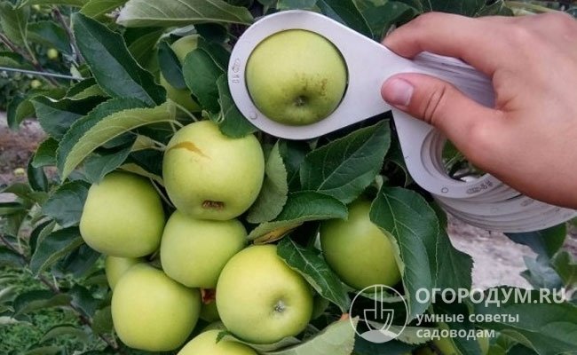 Согласно отзывам садоводов, яблоки сорта «Малюха» могут набирать 180-200 и даже 250 г