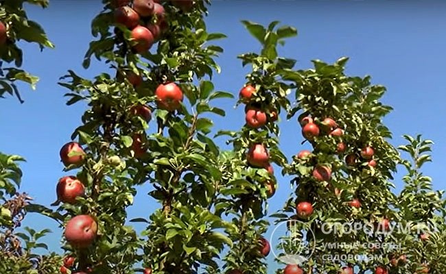 При наличии партнеров-опылителей яблони плодоносят без периодичности, давая обильные урожаи в течение 12-15 лет