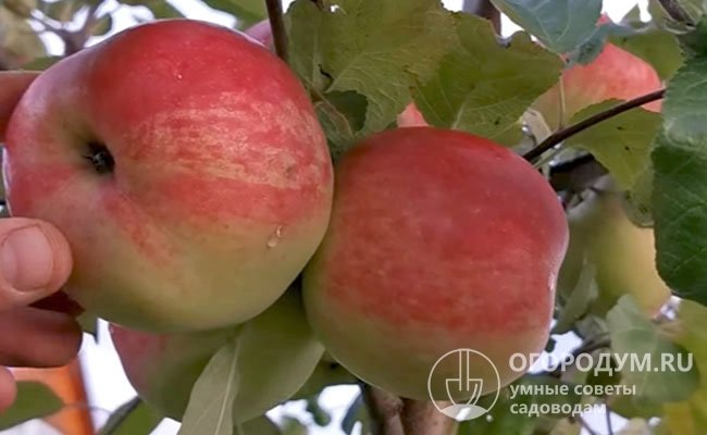 Молодые деревья плодоносят ежегодно, принося довольно крупные яблоки