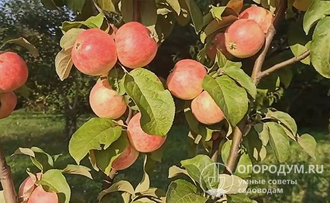 Яблони «Розового налива» одними из первых отдают урожай, предназначенный для летнего потребления