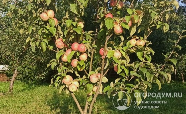 На фото – плодоношение молодой яблони на 3-й год после прививки