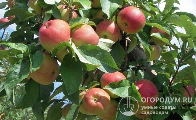 Съемной спелости плоды достигают в конце августа – первой половине сентября, потребительской – через 2-3 недели