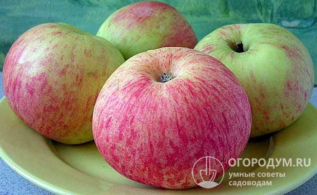 При комнатной температуре свежие яблоки сохраняют товарные и вкусовые качества около месяца