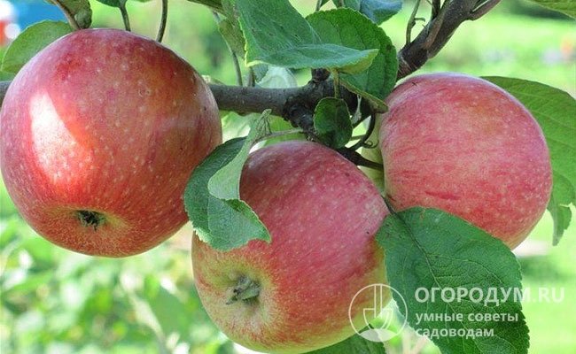 Яблоки сорта «Успенское» предназначены для потребления в осенний период, способны храниться только 2-3 месяца