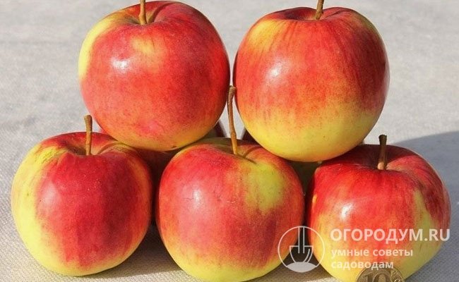 В основной массе яблоки крупные, одномерные, имеют красивую правильную форму