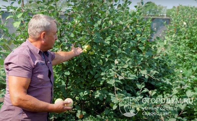 Специалисты считают сорт перспективным для выращивания на Урале и в Сибири