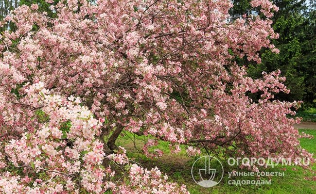 В мае бледно-розовые ароматные цветки сплошь покрывают ветви