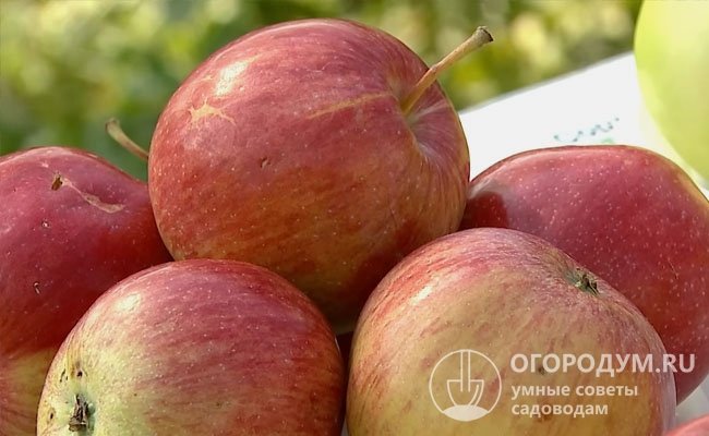 У спелых яблок сорта «ВЭМ розовый» румянец покрывает около 75-80% поверхности
