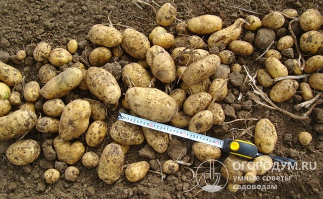 Растения способны сформировать в гнезде от 10 до 12 картофелин, выровненных по форме и размеру