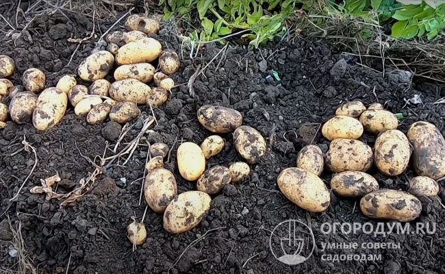 Картофель «Импала», по отзывам дачников, обеспечивает стабильно высокий урожай, закладывая в гнезде до 10-11 клубнеплодов