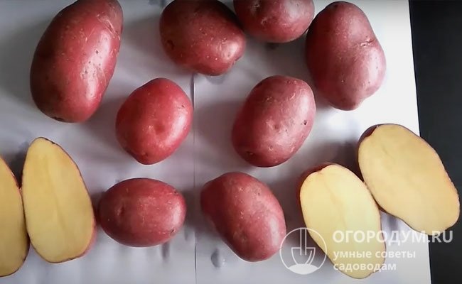 Производители ценят сорт за возможность реализации на рынке раннего картофеля