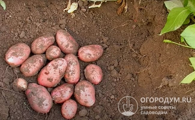 В гнезде под каждым кустом формируется в среднем по 10-15 довольно одномерных крупных картофелин