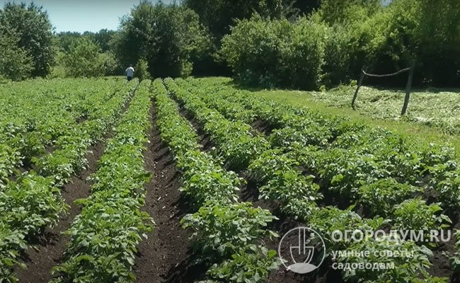 Обязательными приемами при выращивании картофеля «Эволюшен» считают прополку, рыхление и окучивание