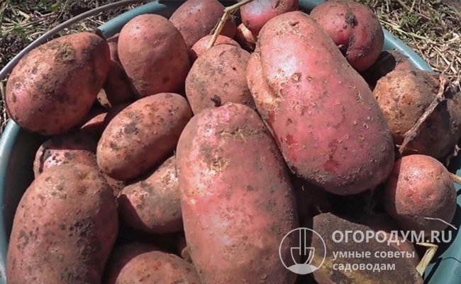 Огородники высоко оценили вкус краснокожурной картошки с желтоватой среднеразваристой мякотью