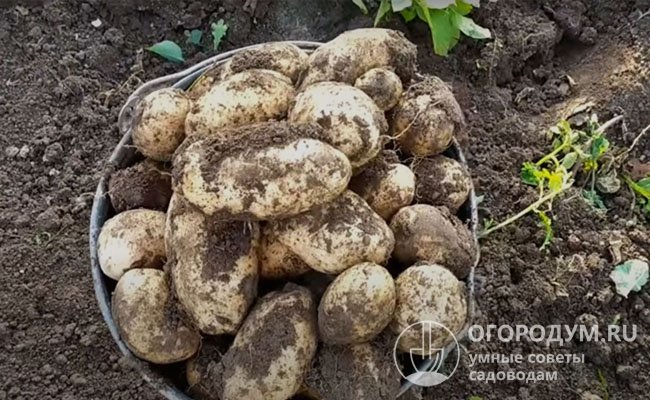 Раннеспелый столовый картофель «Удача» (на фото) признан стандартом урожайности и товарности