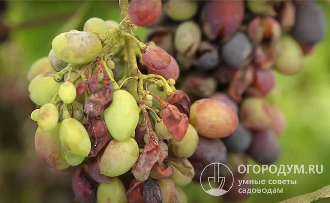 Оидиум – одна из форм мучнистой росы, паразитирующая именно на винограде, при заражении в стадии плодоношения повреждает не всю кисть, а отдельные фрагменты