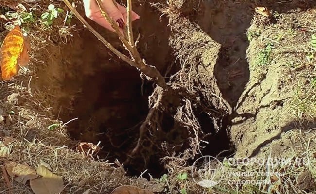 Несмотря на поверхностное расположение корней у смородины, глубина посадочной ямы должна быть не меньше 40 см, так как корневую шейку нужно заглублять на 5-8 см