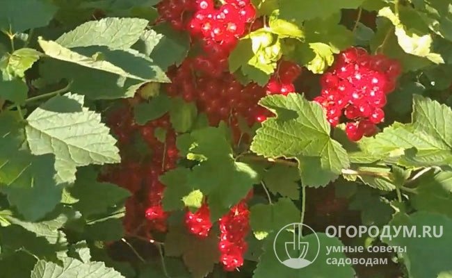 Полностью вызревшие ягоды могут долго (до конца августа) сохраняться на кусте, не теряя товарного вида и не осыпаясь