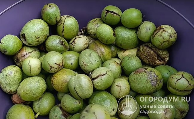 Если верхняя кожура зеленого цвета плохо отделяется, плоды оставляют на несколько дней в затененном месте, они дозреют и легко очистятся