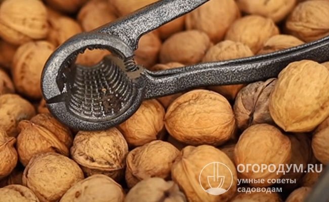 Оптимальные условия для грецких орехов в скорлупе – температура +10...15 ℃ и относительная влажность около 50%
