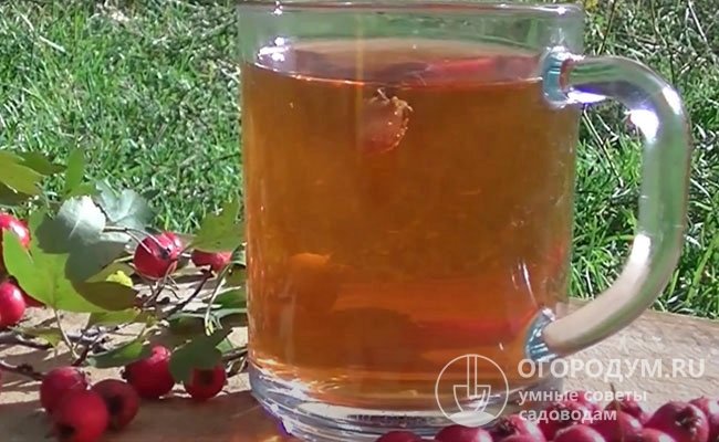 Целебный чай лучше заваривать в термосе или в стеклянной посуде, на 250 мл кипятка берут горсть ягод (примерно 10 шт.)