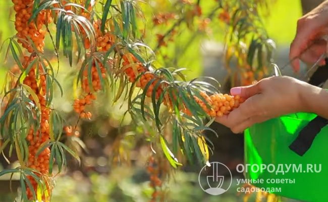 Облепиха – рекордсмен по количеству витаминов среди растений, выращиваемых в России, поэтому ее называют «золотой ягодой» и «кладовой солнца»