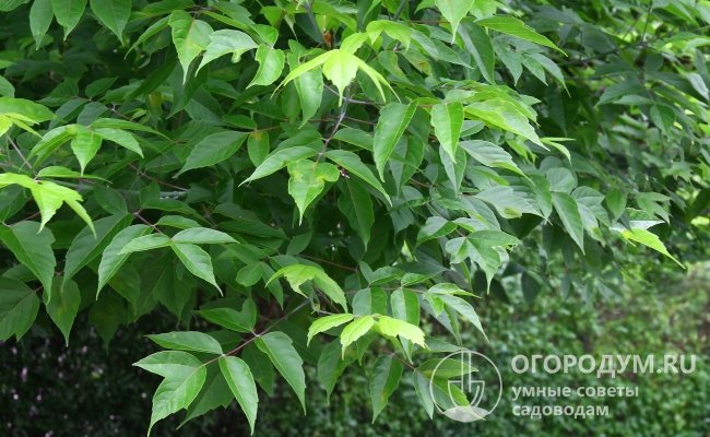 Клен ясенелистный – листопадное дерево родом из Северной Америки