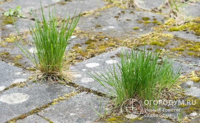 Траву, прорастающую на дорожках или во дворе, приходится регулярно выпалывать руками или уничтожать гербицидами