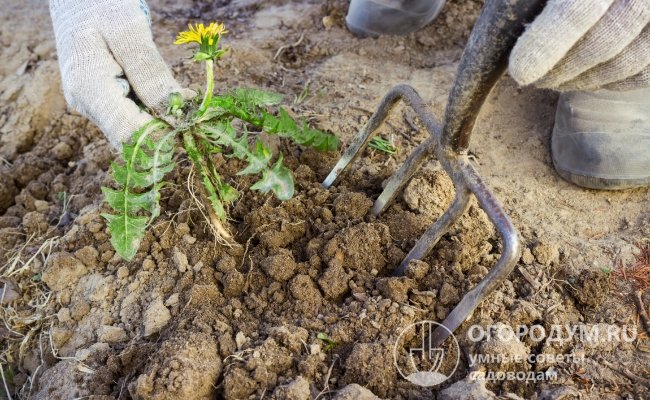 Чтобы вытащить мощный корень одуванчика, особенно из сухой земли, необходимо подкопать его вилами или лопатой