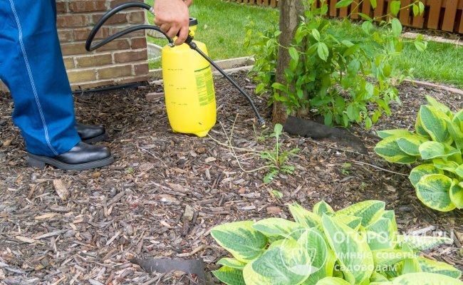Химические средства борьбы с сорняками в огороде, саду, на клумбе или газоне нужно применять очень аккуратно и острожно