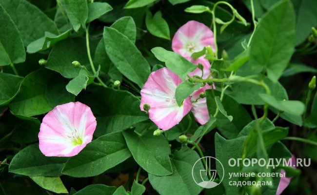 Белые, бледно-розовые или сиреневатые колокольчатые цветы полевого вьюна любой огородник узнает с первого взгляда