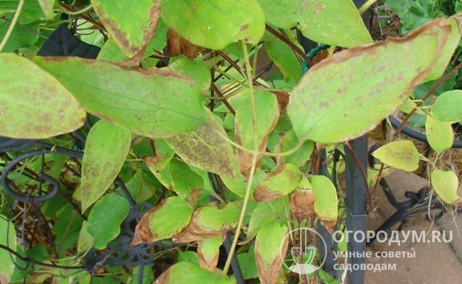 Появление пятен различного цвета или сохнущей каймы на листьях – основные симптомы грибковой (или как говорят некоторые садоводы «грибной») инфекции