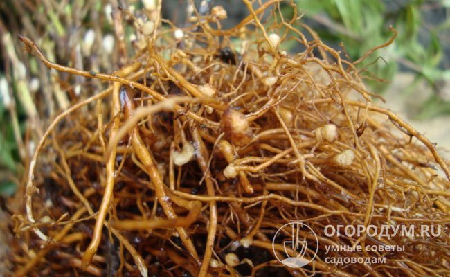 На фото – корневая система растения с утолщениями, так называемыми галлами, которые служат признаком нематодного поражения