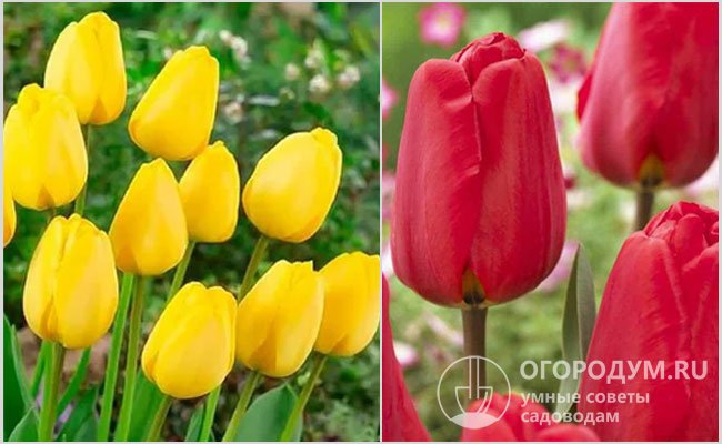 На фото тюльпаны популярных сортов Golden Parade и Apeldoorn, входящих в группу Дарвиновых гибридов