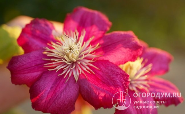 Цветки у клематисов Эрнест Маркхем (на фото) могут быть красно-лилового, красно-бордового, яркого-красного цвета