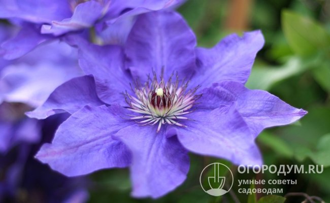 Цветы клематиса Мульти Блю (на фото) могут иметь окраску различных оттенков синего или фиолетового