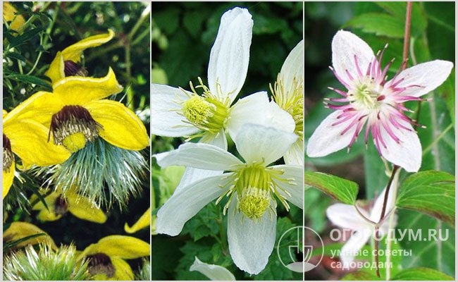 На фото – цветы клематисов популярных сортов: «Билл Маккензи», «Анита» и «Грейс»